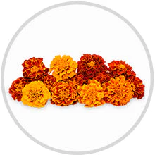 3 in 1 Jasmine Blossom Body Wash - Image 14